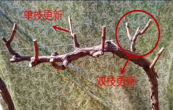 葡萄冬季修剪的“5种”手法