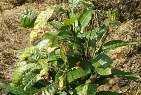 植物生长调节剂