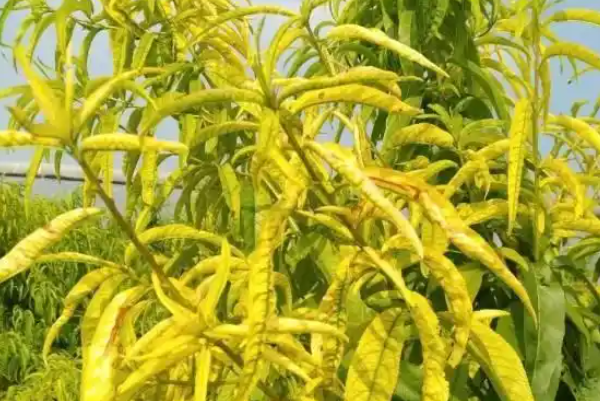 植调剂