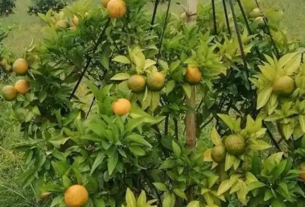 果树叶子发黄原因解析以及解决方案？
