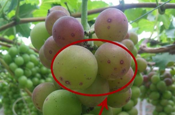 葡萄生长所需要的各种微量元素都是什么作用？