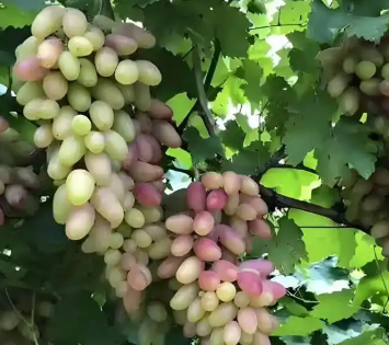 如何连年种出优质果?看老果农是怎么说的