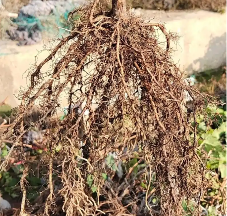 西昌葡萄园根系为什么总是出现问题？如何解决