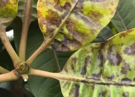 芒果种植