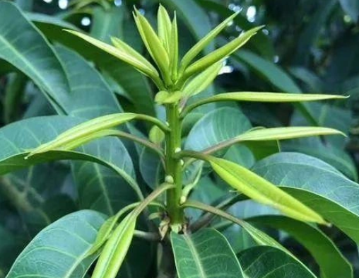 芒果种植