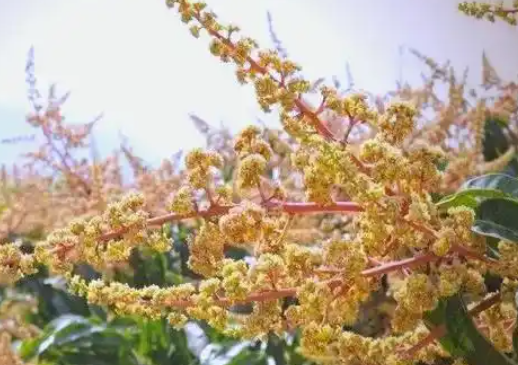 芒果催花