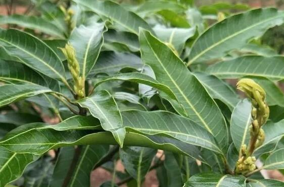 芒果种植如何更好的控梢？