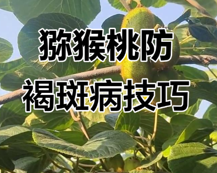 猕猴桃种植