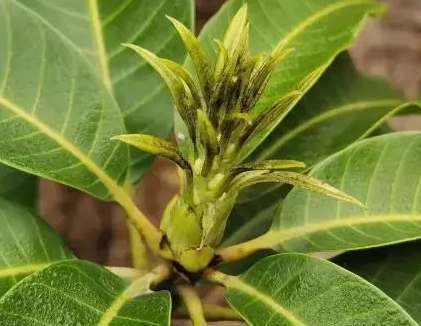 芒果催花管理