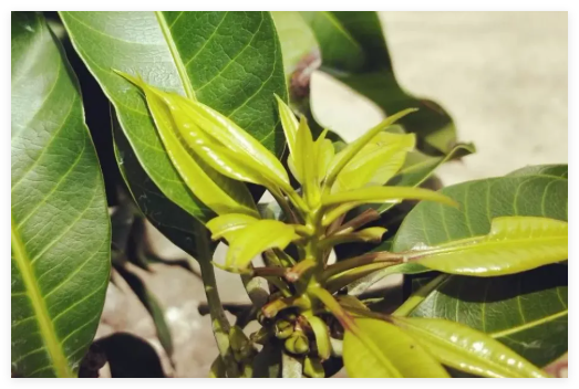 芒果催花技术