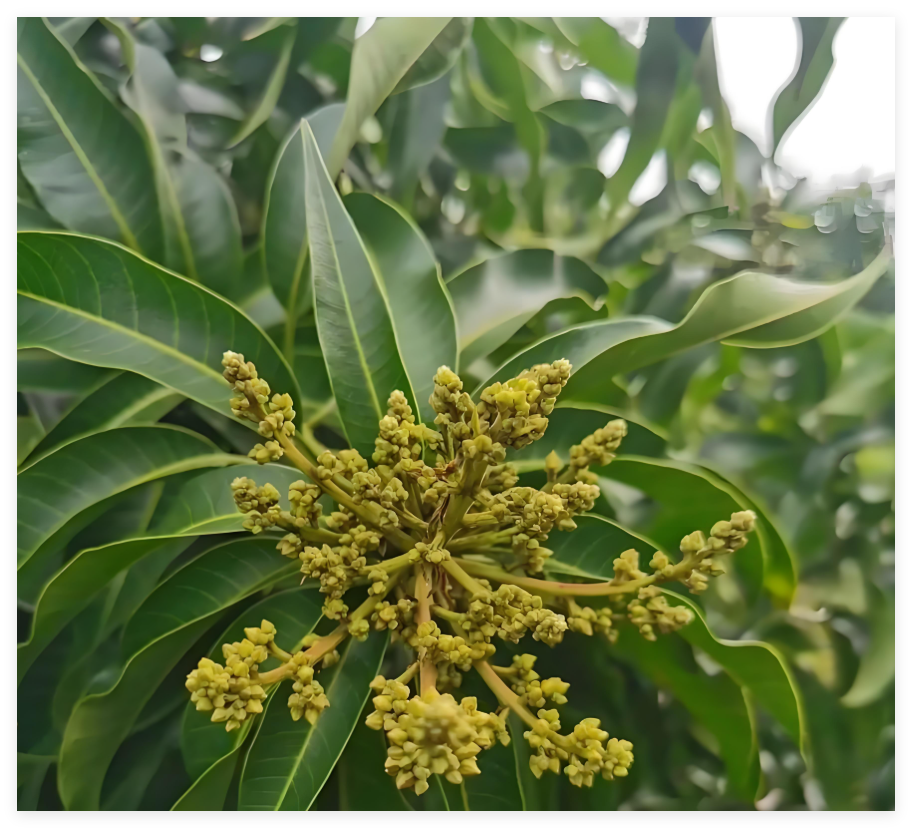芒果种植