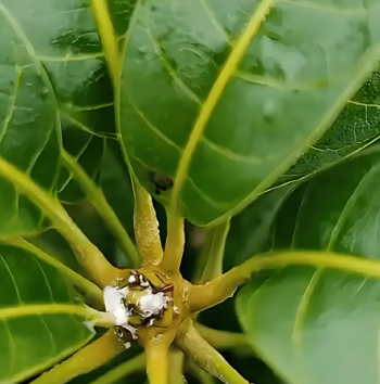 芒果催花冒白浆
