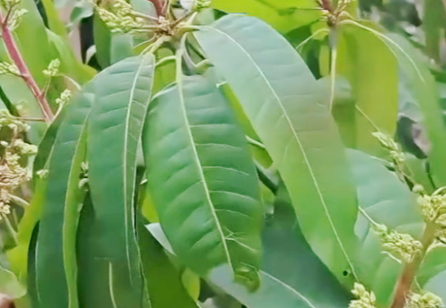 芒果控梢