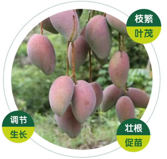 芒果种植技术