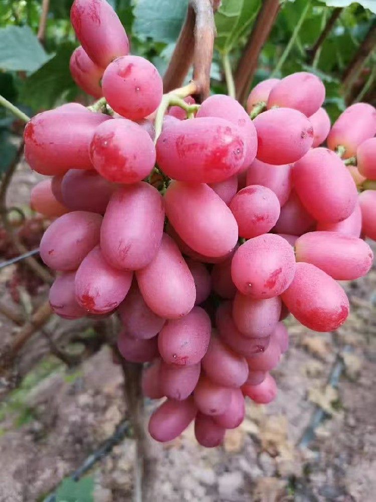 开展冬春季农资市场打假科普宣传活动