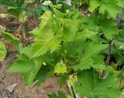 葡萄种植 葡萄种植