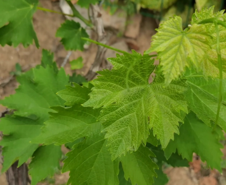 葡萄管理 葡萄管理