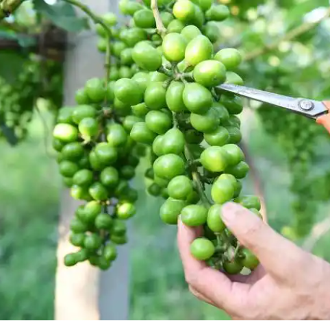 葡萄幼果期管理攻略，串大粒匀甜度高