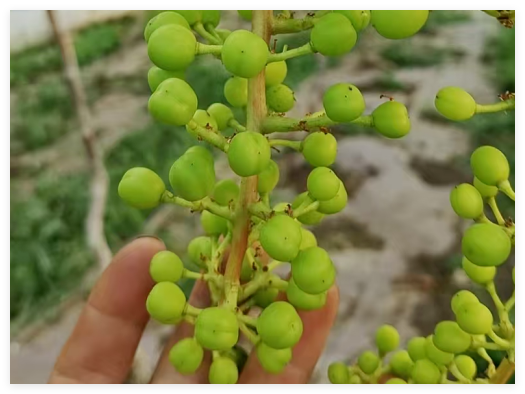 葡萄种植