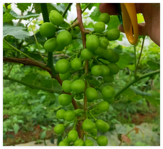 葡萄种植