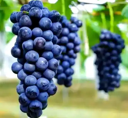 葡萄管理