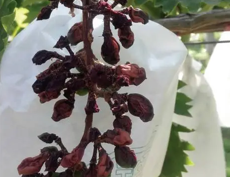 葡萄种植