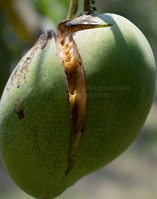 告别小果、僵果！芒果膨果增产增收全攻略