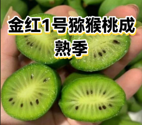 猕猴桃种植 猕猴桃种植
