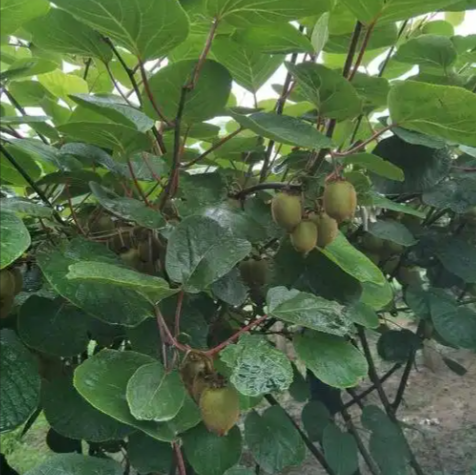 猕猴桃种植技术 猕猴桃种植技术