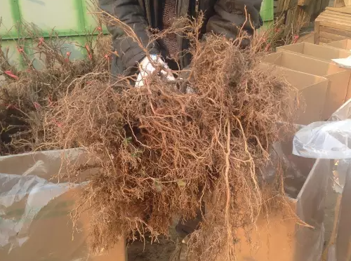 猕猴桃养根 猕猴桃养根